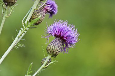 Daha büyük knapweed çiçeği (Centaurea scabiosa). Seçici odak.