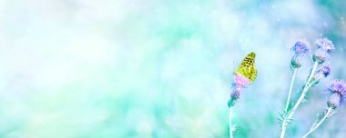 Yaz arkaplanı - gümüş renginde fırfırlı kelebek daha büyük bir yosun çiçeğinin üzerinde oturur. Seçici odak.