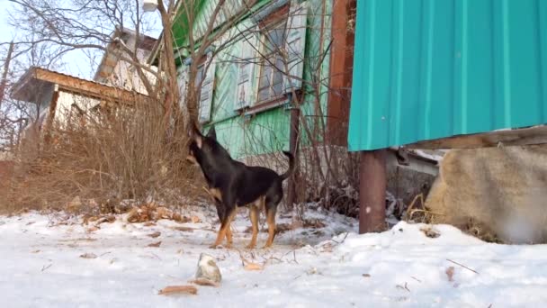 Yoldan geçenlere havlayan küçük bir bekçi köpeği. Şirin İngilizce Oyuncak Teriyeri (Siyah & Tan). — Stok video