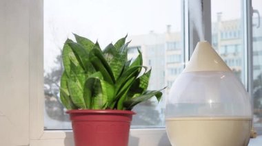 Buhar, Sansevieria ev bitkisinin yanındaki pencere pervazındaki ultrasonik nemlendiriciden geliyor. Hava nemlendirme - evde sağlıklı bir atmosfer.