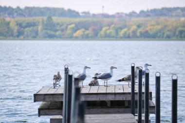 Genç ve yetişkin bir Hazar martı sürüsü (Larus cachinnans) gölün üzerindeki iskelede oturuyor..