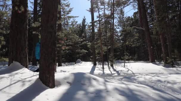 Caminata nórdica, una mujer con una chaqueta azul camina con bastones de trekking a través del bosque de invierno. Actividades de invierno. — Vídeos de Stock