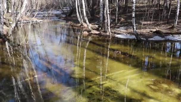 Inundación primaveral - un pequeño río desbordado de nieve derretida en el bosque. — Vídeos de Stock