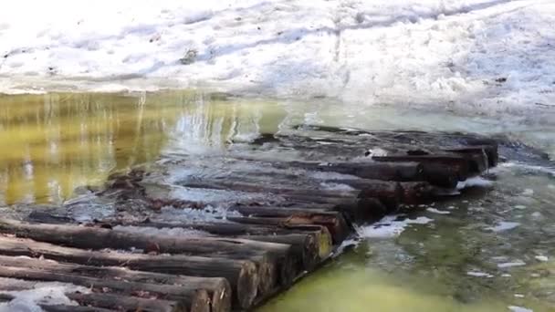 Inundación primaveral - un puente hecho de troncos a través de un pequeño río, que se desbordó de nieve derretida en el bosque. — Vídeos de Stock