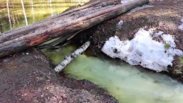 Spring flood - a bridge made of logs across a small river, which overflowed from melting snow in the forest. — Stock Video