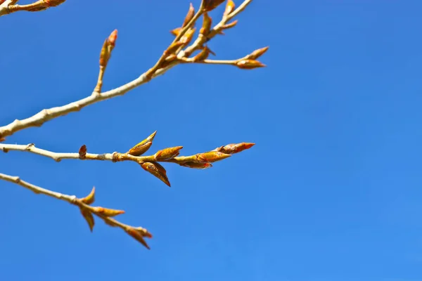 Poplar Branches Sticky Resinous Buds Blue Sky Spring — Stock Photo, Image