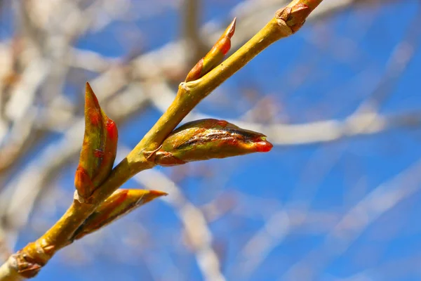 Poplar Branches Sticky Resinous Buds Blue Sky Spring — Stock Photo, Image