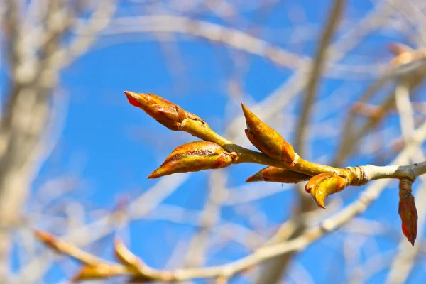 Poplar Branches Sticky Resinous Buds Blue Sky Spring Drops Poplar — Stock Photo, Image