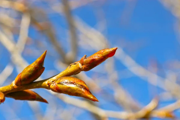 Poplar Branches Sticky Resinous Buds Blue Sky Spring Drops Poplar — Stock Photo, Image