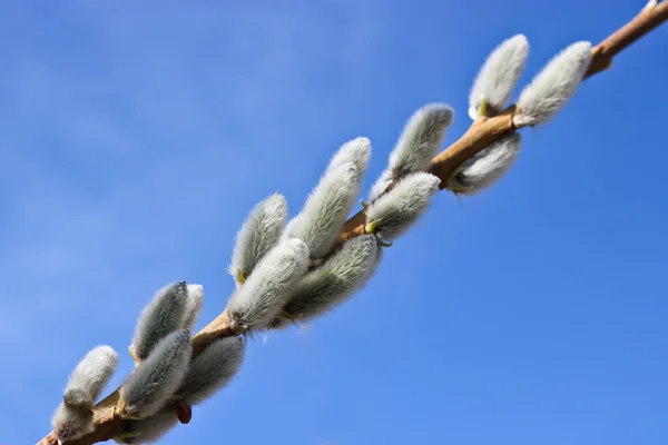 Branches Saule Avec Des Bourgeons Duveteux Contre Ciel Bleu Printemps — Photo