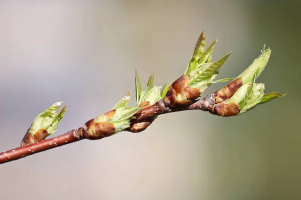 Young Buds Leaves Bloom First Leaves Apple Tree Blurred Spring — Stock Photo, Image