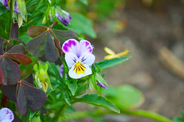 Flores Uma Fábrica Pansies Fecham Flores Jardim Canteiro Flores — Fotografia de Stock