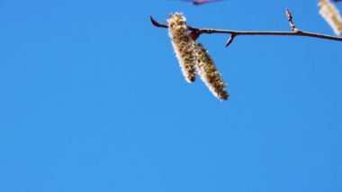 Bahar arkaplanı - tomurcuklanan kavak dalları rüzgarda sallanıyor, video döngüsü.