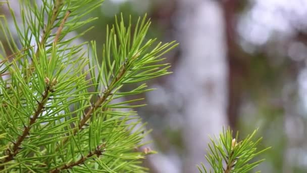 Um ramo de pinho com agulhas verdes brilhantes oscila no vento na floresta. Árvore conífera na natureza. — Vídeo de Stock