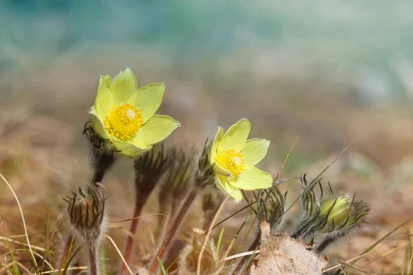 Hermosa Flor Pascual Amarilla Delicada Pulsatilla Vernalis Floreció Principios Primavera — Foto de Stock