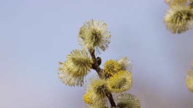 Çiçek açan tomurcuklarla söğüt dalları doğal koşullarda rüzgarda sallanır. Stamens ve alerji üzerine polen.