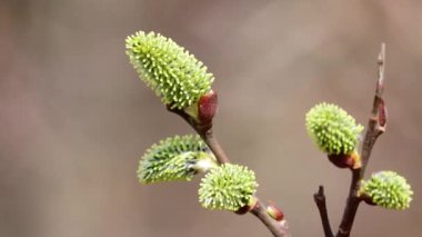 Çiçek açan tomurcuklarla söğüt dalları doğal koşullarda rüzgarda sallanır. Stamenli polen, alerji. Döngülü video.