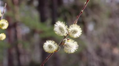 Çiçek açan tomurcuklarla söğüt dalları doğal koşullarda rüzgarda sallanır. Stamens ve alerji üzerine polen.