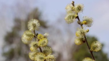 Çiçek açan tomurcuklarla söğüt dalları doğal koşullarda rüzgarda sallanır. Stamens ve alerji üzerine polen.
