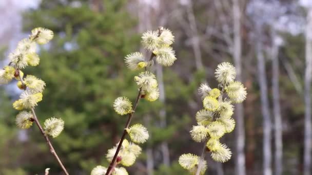 Os ramos de salgueiro com botões florescentes oscilam no vento em condições naturais. Pólen em estames, alérgeno. — Vídeo de Stock
