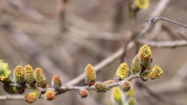 Weidenzweige mit blühenden Knospen wiegen sich unter natürlichen Bedingungen im Wind. Pollen auf Staubgefäßen, Allergen. Video in Schleife. — Stockvideo