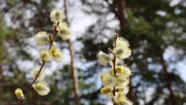 Weidenzweige mit blühenden Knospen wiegen sich unter natürlichen Bedingungen im Wind. Pollen auf Staubgefäßen, Allergen. — Stockvideo