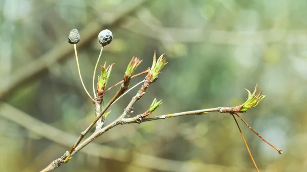 Πρώτα Μικρά Κολλώδη Φύλλα Της Μηλιάς Την Άνοιξη Εαρινό Φόντο — Φωτογραφία Αρχείου