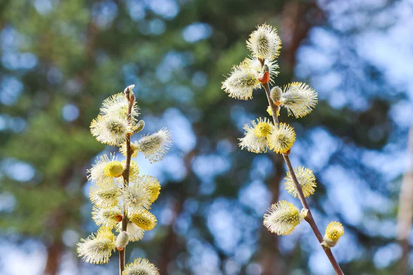 Çiçek Açan Tomurcukları Olan Söğüt Dalları Bahar Arka Planı Stamens — Stok fotoğraf