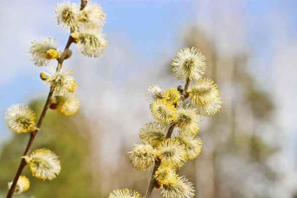 Ramas Sauce Con Brotes Florecientes Fondo Primavera Polen Estambres Alérgenos — Foto de Stock