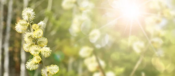 花蕾茂盛 春光背景雄蕊花粉过敏原 — 图库照片