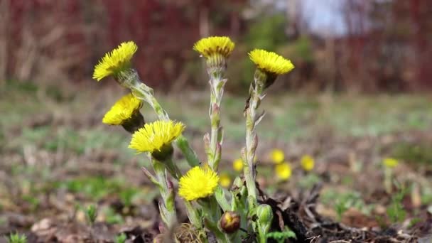 Coltsfoot (Tussilago farfara) heldere gele bloemen - de eerste lente bloemen zwaaien in de wind. Bloeiende wilde plant. Gesloten video. — Stockvideo