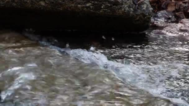 Un arroyo primaveral de nieve derretida fluye a través del bosque, el murmullo del agua. — Vídeos de Stock