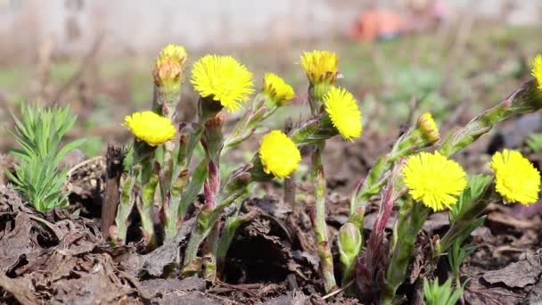 Coltsfoot (Tussilago farfara) heldere gele bloemen - de eerste lente bloemen zwaaien in de wind. Bloeiende wilde plant. Gesloten video. — Stockvideo