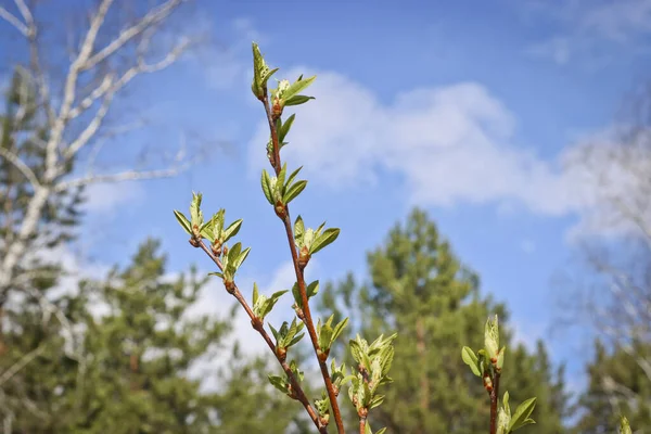 Unga Vårlöv Bird Cherry Tree Med Oblåsta Blomknoppar Vårens Bakgrund — Stockfoto