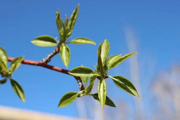 Elma Ağacının Taze Bahar Yaprakları Bahar Arka Planı Seçici Odak — Stok fotoğraf