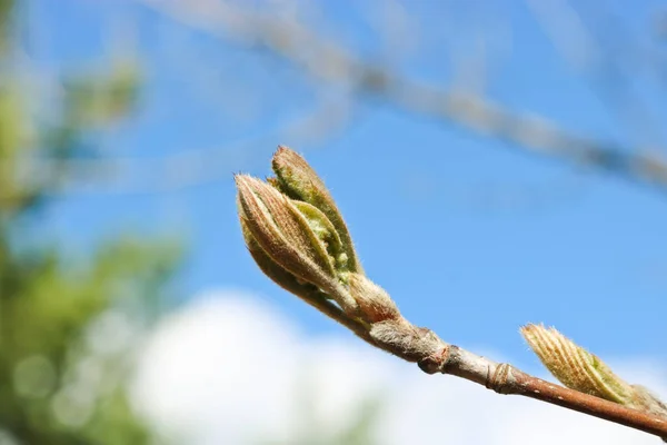 Unga Våren Färska Blad Rönn Blå Himmel Bakgrund Vårens Bakgrund — Stockfoto