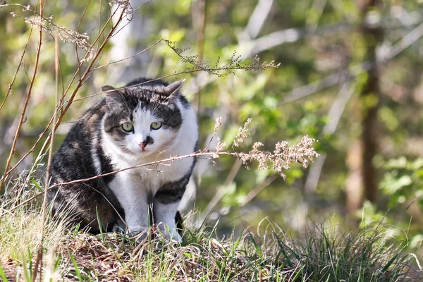 A street cat with a funny face sits in the grass and hunts for mice.