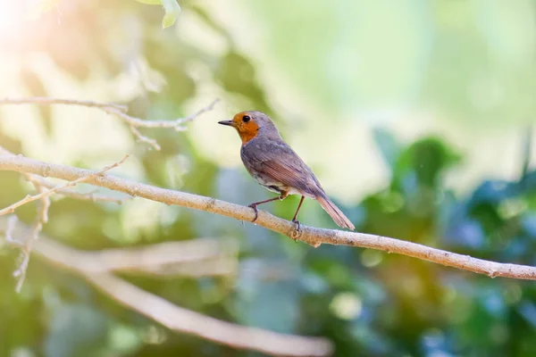 知更鸟 Erithacus Rubecula 栖息在森林的树枝上 有橙色胸部的莺 — 图库照片