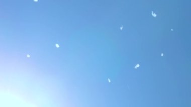 Kavak tüyü havada mavi gökyüzüne doğru uçuyor. Mevsimsel alerji. Seçici odak.