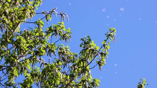 La lanugine di pioppo vola nell'aria sullo sfondo del cielo blu e dei rami di pioppo tremulo. Allergeni stagionali. Focus selettivo. — Video Stock