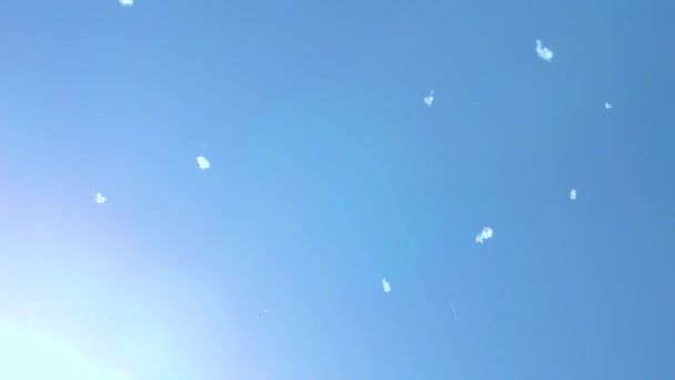 Pappelflaum fliegt in die Luft gegen den blauen Himmel. Saisonale Allergene. Selektiver Fokus. — Stockvideo