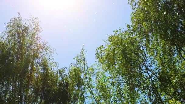 La lanugine di pioppo vola nell'aria sullo sfondo del cielo blu e dei rami di betulla. Allergeni stagionali. Focus selettivo. — Video Stock