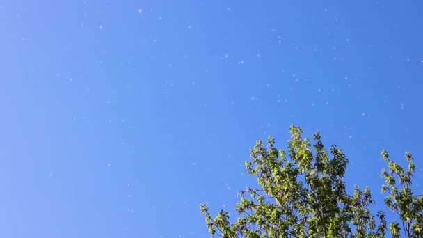 La lanugine di pioppo vola nell'aria sullo sfondo del cielo blu e dei rami di pioppo tremulo. Allergeni stagionali. Focus selettivo. — Video Stock