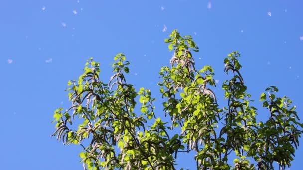 Fofo de álamo voa no ar contra o fundo do céu azul e ramos de álamo. Alergénio sazonal. Foco seletivo. — Vídeo de Stock