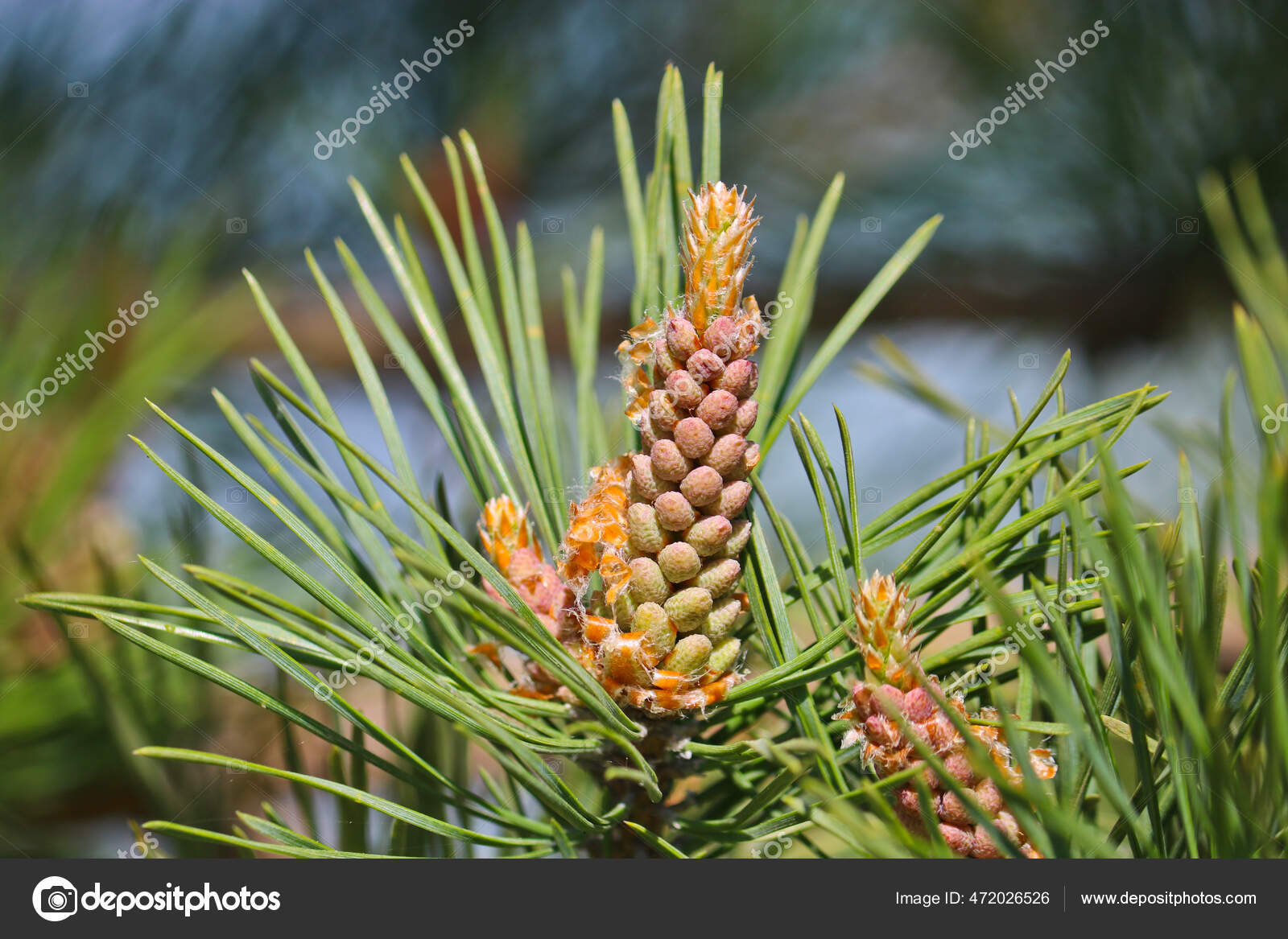 https://st2.depositphotos.com/4550233/47202/i/1600/depositphotos_472026526-stock-photo-male-pine-cones-pinus-sylvestris.jpg