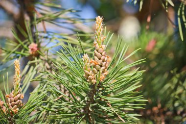 Çam kozalakları, erkek şişkinliği. Erkek kozalaklı kozalak. Çam poleni bir alerjiktir. Seçici odak.