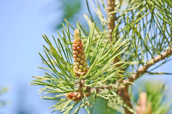 Männliche Kiefernzapfen Pinus Sylvestris Pollen Von Kiefern Sind Ein Aggressives — Stockfoto