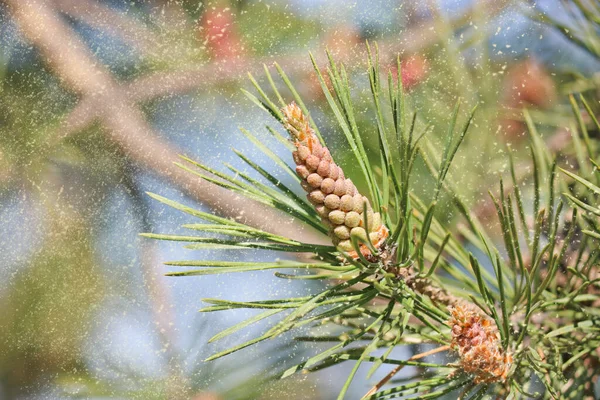 Erkek kozalakları (Pinus sylvestris). Çam poleni agresif bir alerjiktir. Seçici odak.