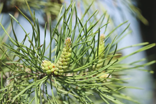 Männliche Kiefernzapfen Pinus Sylvestris Pollen Von Kiefern Sind Ein Aggressives — Stockfoto