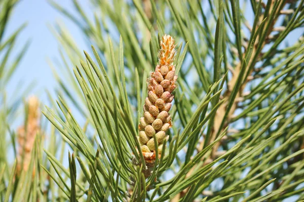 Tannenzapfen Männlicher Blütenstand Männlicher Nadelzapfen Kiefernpollen Sind Ein Allergen Selektiver — Stockfoto